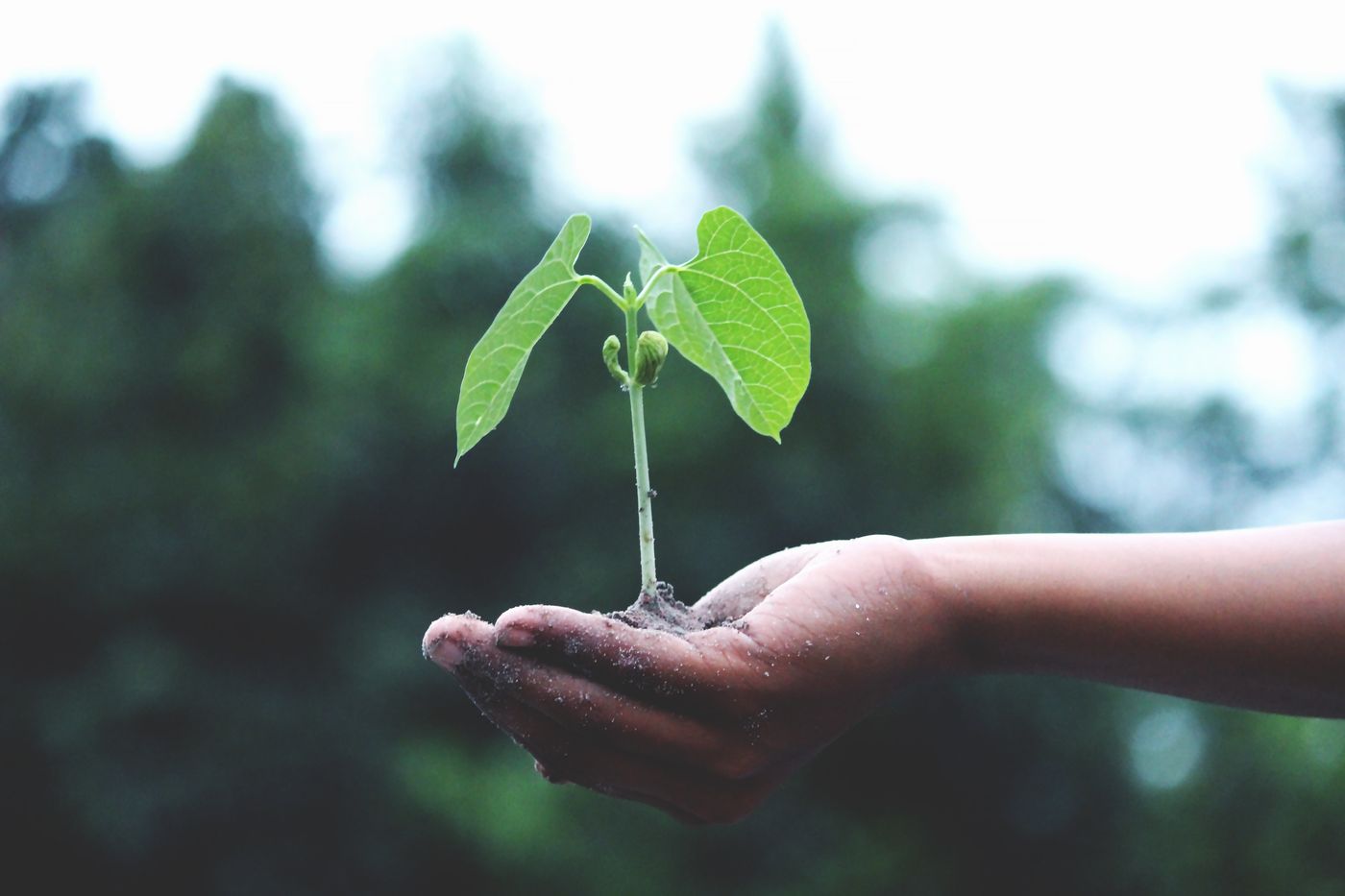 Handen met een jonge plant, symbool voor duurzame besparing